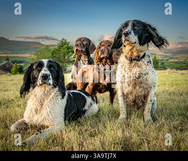 spaniels and retriever in field in Yorkshire Stock Photo