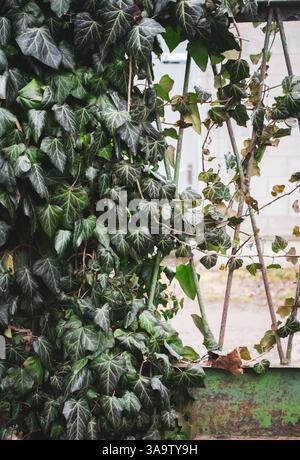 Deep green ivy background. Ivy foliage on rusty fence. Fresh ivy leaves. Deserted house covered with ivy. Abandoned garden. Ivy wall. Stock Photo