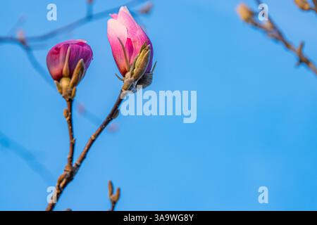 Closeup of Pink Chinese or saucer magnolia flower buds, Magnolia soulangeana against the blue sky. Magnolia branches. Copy space. Stock Photo