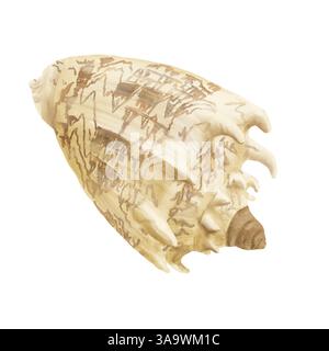 Shell Cymbiola imperialis, a spiral shell with spikes in beige shades. Watercolor illustration. Underwater clam in shell isolated on white background. Stock Photo