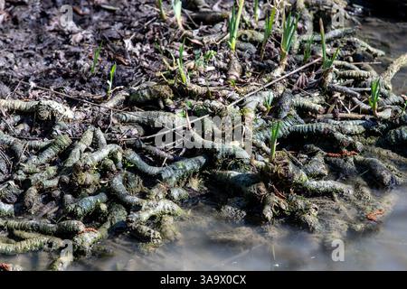 The tubers of Flag Iris exposed by low water, Slimbridge Stock Photo