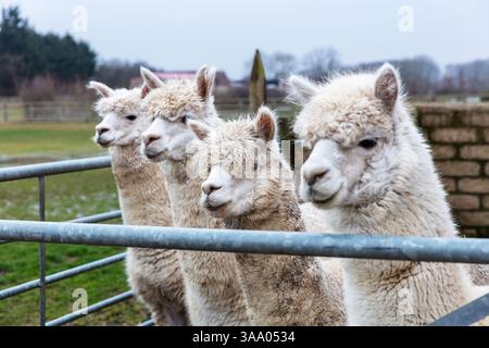 alpaca farm, Alpacas, Vicugna pacos, domesticated species of South American camelid, Alpaca, alpacas looking over fence, cute alpacas, cute animals, Stock Photo