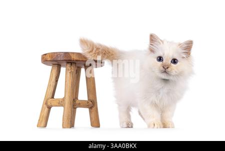 Sweet Sacred Birman kitten standing side ways, beside little wooden stool. Looking towards camera. Isolated on a white background. Stock Photo