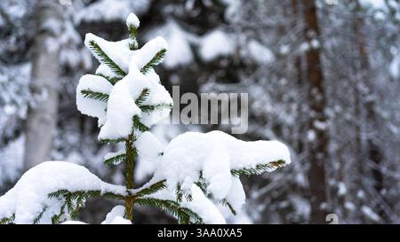 The top of a small fir tree covered with snow against the background of a winter forest. Stock Photo