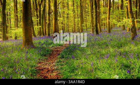 A Path Winding Through Fairytale Woods Stock Photo