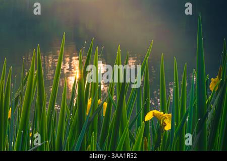 Yellow Water Irises at Sunrise on a Golden Pond Stock Photo