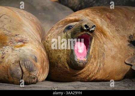 Elephant seal yawning on Livingston Island in the South Shetland ...