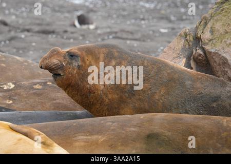 Elephant seal on Livingston Island in the South Shetland islands ...