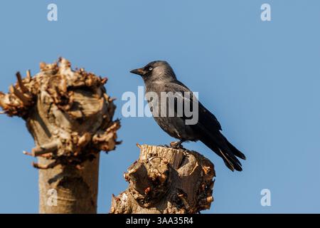 Jackdaw, Corvus monedula standing on tree trunk, Sussex, UK Stock Photo