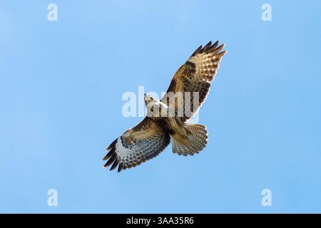Underside of a Common buzzard, Buteo buteo flying overhead. Sussex, UK Stock Photo