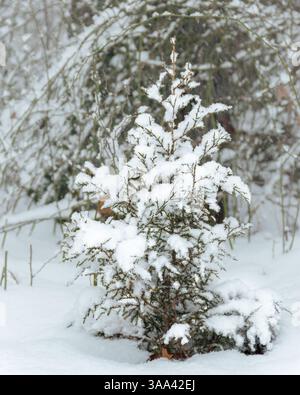 Snow-Covered Small Pine Tree in a Winter Landscape Setting Stock Photo