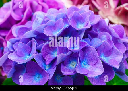 Close-up of a purple hydrangea flower in full bloom with a blurred background Stock Photo