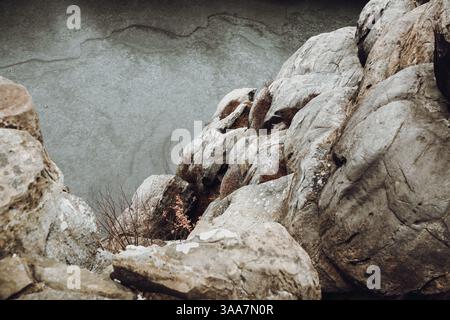 A rock wall with a small plant growing out of it. The plant is green and has brown leaves. external stones in the Wiembecke valley near Horn-Bad Meinb Stock Photo