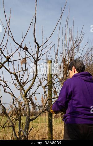 Woman in purple pruning an espalier fruit tree Stock Photo