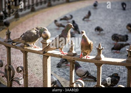 Three pigeons are sitting on a metal fence. There are many other pigeons in the background Stock Photo