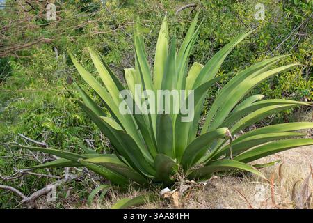 Green Agave Plant on Tropical Island of Guadeloupe Stock Photo