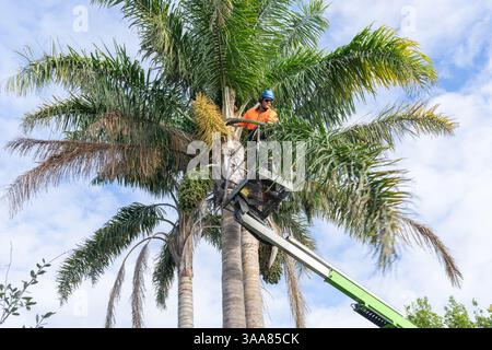 Tauranga New Zealand  March 29 2025; Professional arborist with chainsaw trimming fronds and seedpods from tall queen palm trees in a cherry-picker. Stock Photo
