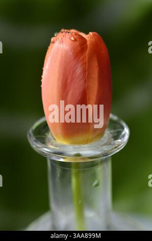 Dewy Orange Tulip in Glass Vase Stock Photo