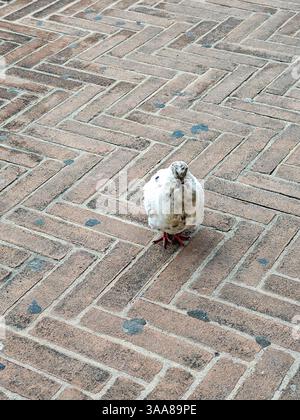 A pigeon is standing on a brick floor. The bird is white and has red feet. The brick floor is made of red bricks Stock Photo