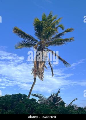 A palm tree towers above the shrubs against a blue sky along the east coast of Barbados. Stock Photo