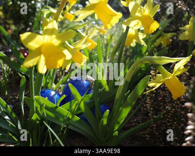 Blue painted easter eggs hidden between small daffodils Stock Photo
