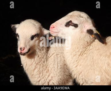 Close-up of two lambs enjoying the sunshine with a dark background Stock Photo
