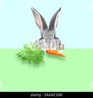 Cute grey rabbit with carrot peeking out of green banner on light blue background Stock Photo