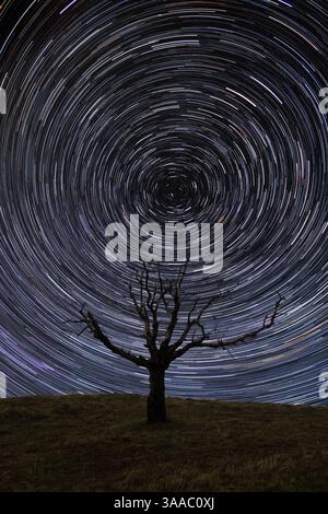 Star trails over an old lone tree on the hill Stock Photo