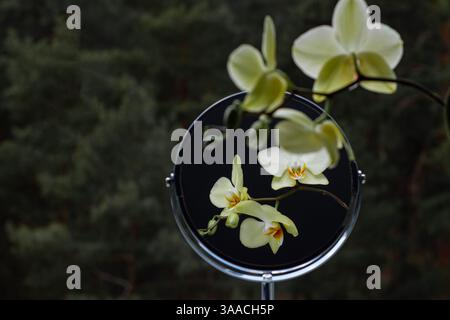 Beauty in the reflection of the mirror. Yellow orchid flower. Dark green coniferous forest background Stock Photo