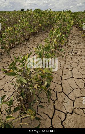 Aug. 21, 2013 - Navasota, Texas, United States of America - Drought devastated corn crops August 20, 2013 in Navasota, Texas. (Credit Image: © Bob Nichols/Planet Pix via ZUMA Wire) Stock Photo