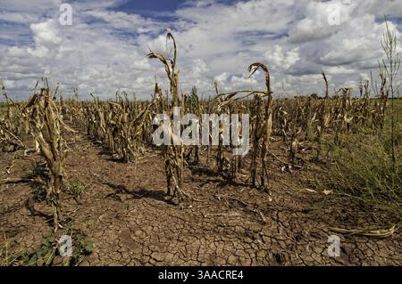 Aug. 21, 2013 - Navasota, Texas, United States of America - Drought devastated corn crops August 20, 2013 in Navasota, Texas. (Credit Image: © Bob Nichols/Planet Pix via ZUMA Wire) Stock Photo
