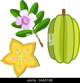 Star fruit whole and sliced with branch botanical vector illustration Stock Vector