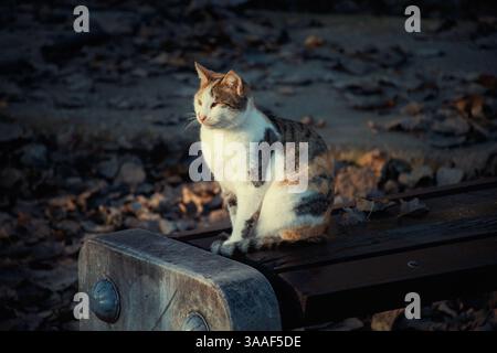 Cat sitting on bench in park Stock Photo