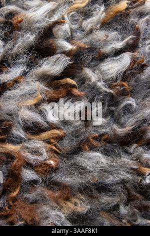 Closeup of natural alpaca wool fleece in shades of brown, gray, and white. Detailed texture of mixed color fibers. Sustainable resources, felting craf Stock Photo