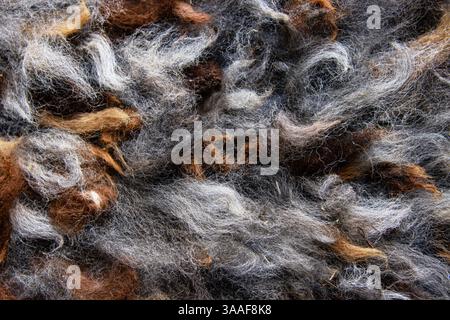 Closeup of natural alpaca wool fleece in shades of brown, gray, and white. Detailed texture of mixed color fibers. Sustainable resources, felting craf Stock Photo