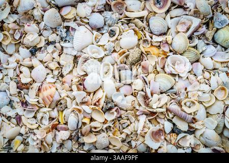 Close-up view of seashells on the beach near Venice, Florida Stock Photo