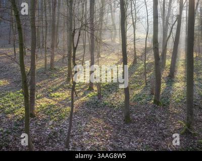 Early spring in the forest, spring snowflakes in bloom (Leucojum vernum), sun shining through morning mist, Zeitz Forest, Saxony-Anhalt, Germany, Euro Stock Photo