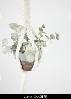Close-up of small branches with dried eucalyptus leaves in gray and brown ceramic pot hanging on macrame plant hanger Stock Photo