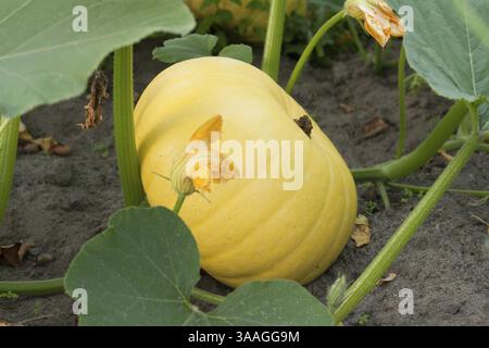 Yellow pumpkin grows on land, green sheet Stock Photo - Alamy