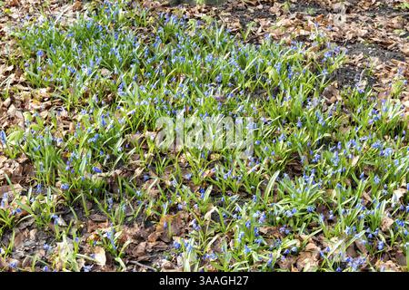 Small blue flowers of siberian squill blooming between dry leaves in spring meadow, creating beautiful natural carpet Stock Photo