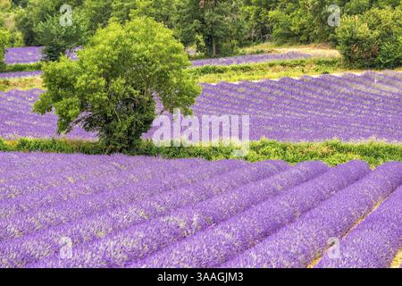 Lavender field in Provence in the south of France Stock Photo