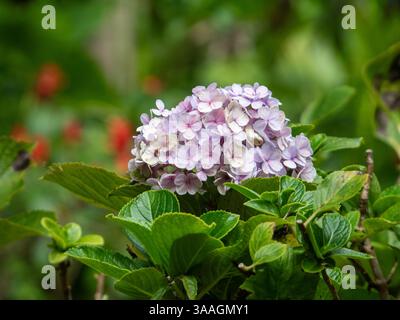 Hydrangea Flowers in pale pink purple colours and green leaves in the garden Stock Photo