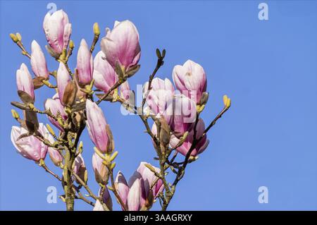 Pink magnolia flowers blooming on a branch against a clear blue sky, symbolizing spring and renewal Stock Photo