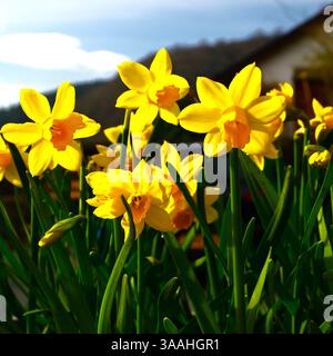 bright yellow daffodils in a container with short stems and blurred background Stock Photo