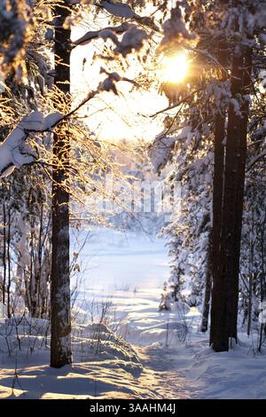 Winter forest, the sunlight shines through the trees Stock Photo