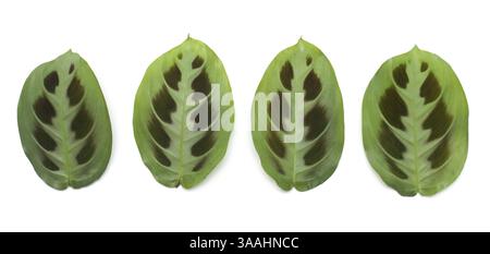 Four green sheets insulated on white background Stock Photo