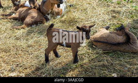 Small brown goat on farm on straw among adult goats. Raising small cattle. Stock Photo