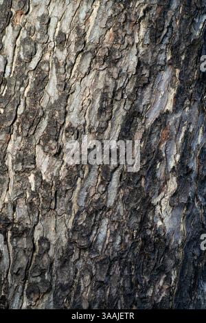 Cow tamarind tree bark texture Stock Photo