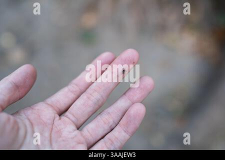 Beaten mosquito on a hand Stock Photo