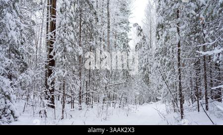 Hiking trail in coniferous forest among pines and firs covered with frost and snow. Trees are broken after snowfall. Walking in the winter woodland. Stock Photo